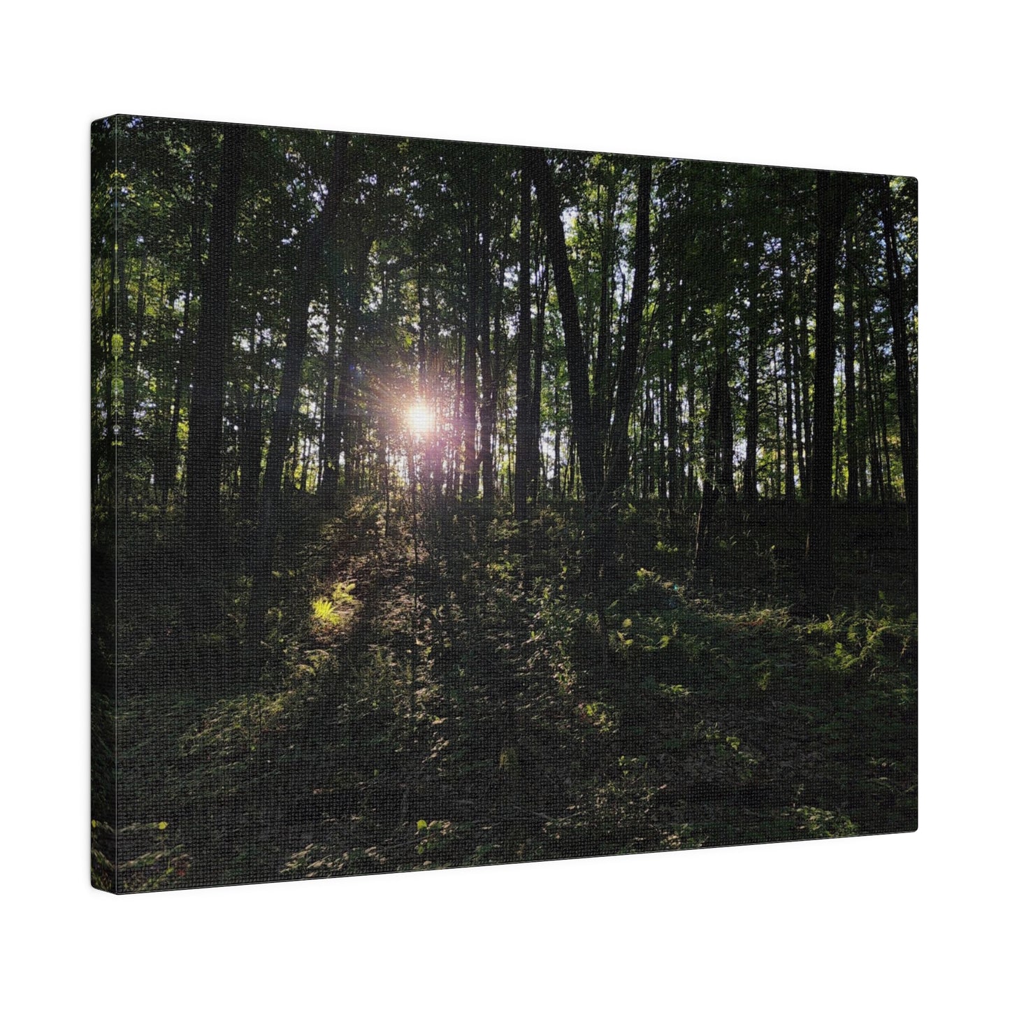 Woodland Forrest Matte Canvas, 0.75" Depth