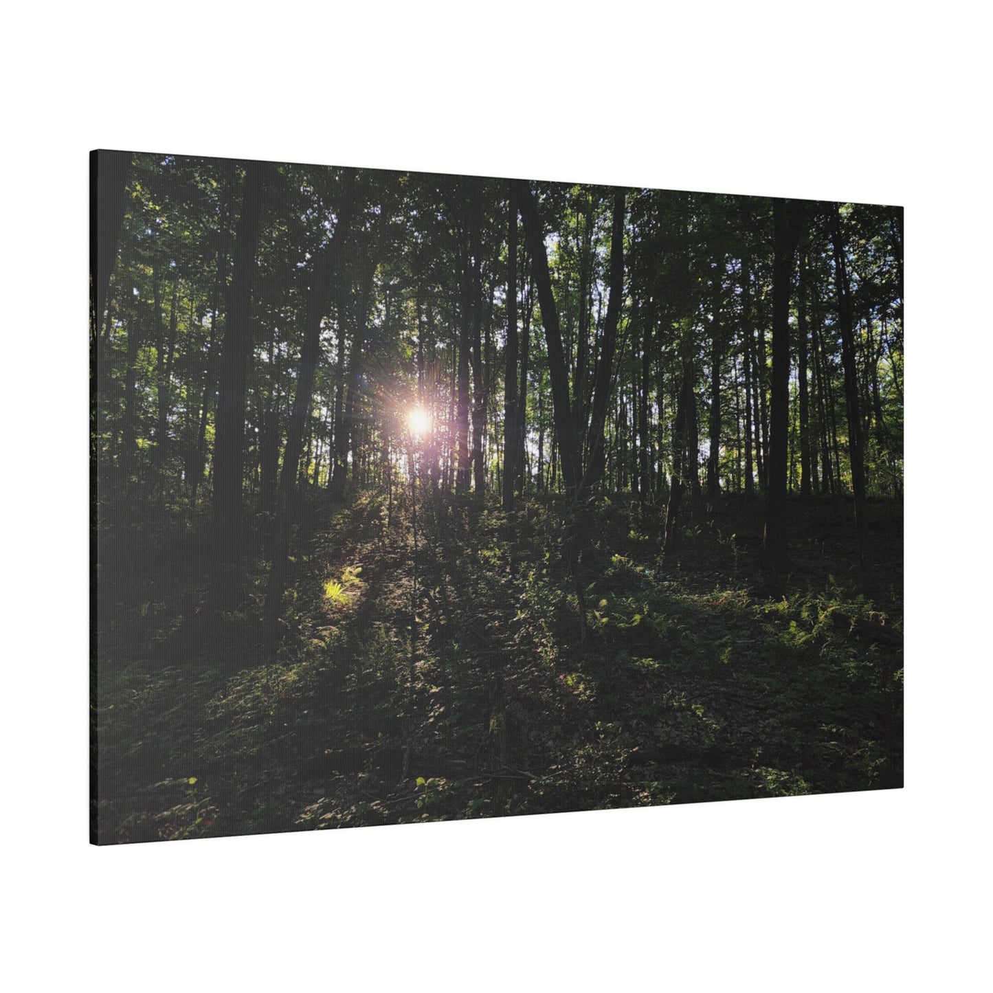 Woodland Forrest Matte Canvas, 0.75" Depth