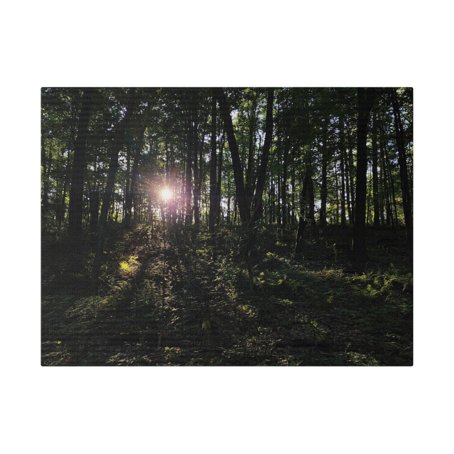 Woodland Forrest Matte Canvas, 0.75" Depth