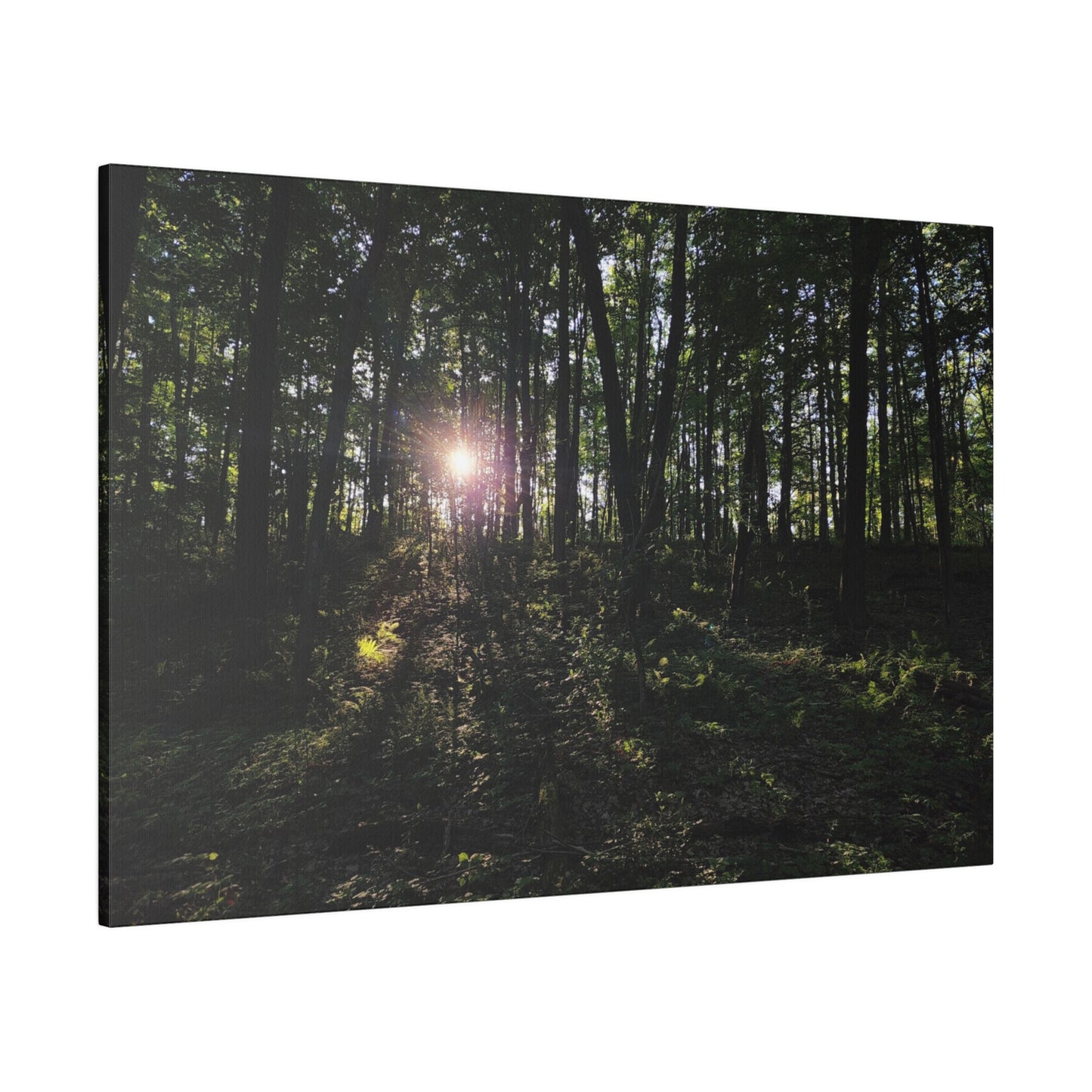 Woodland Forrest Matte Canvas, 0.75" Depth