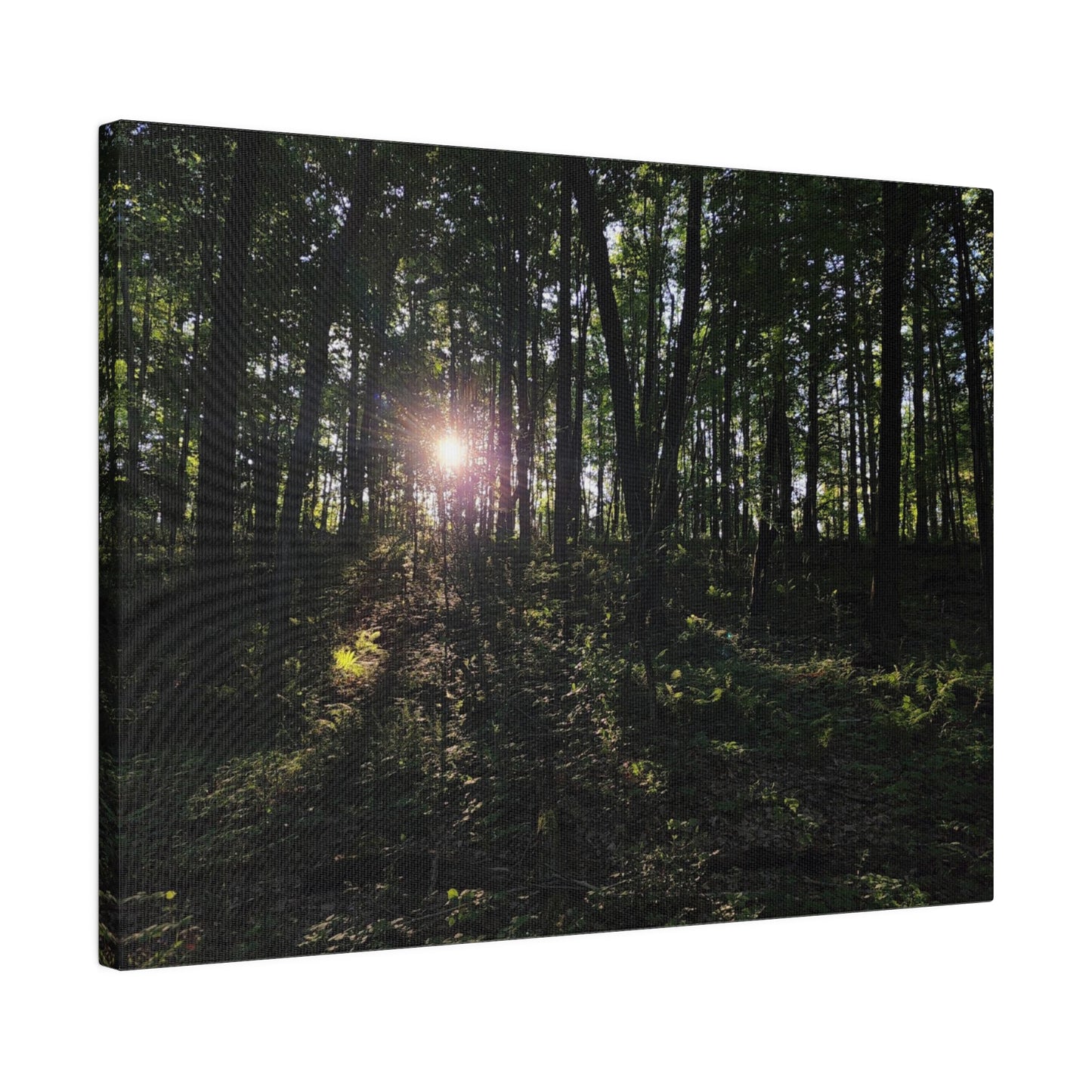 Woodland Forrest Matte Canvas, 0.75" Depth