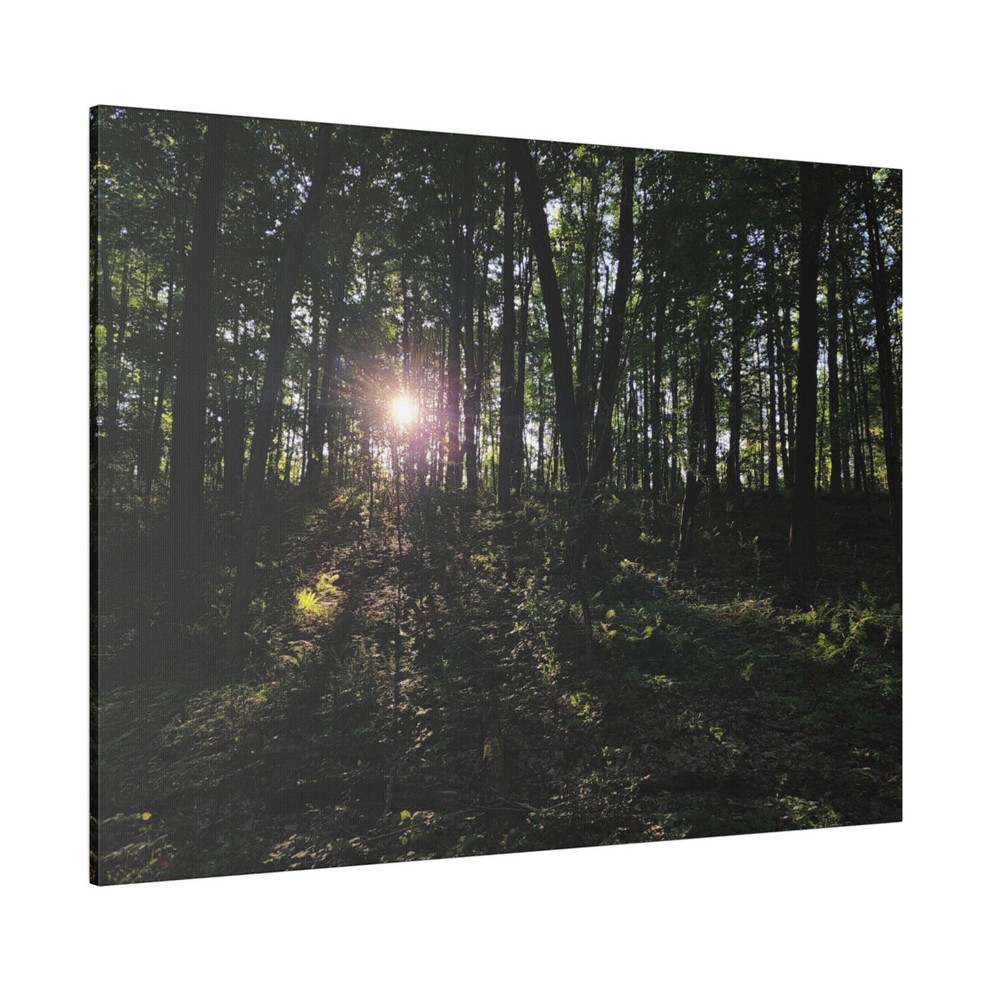 Woodland Forrest Matte Canvas, 0.75" Depth