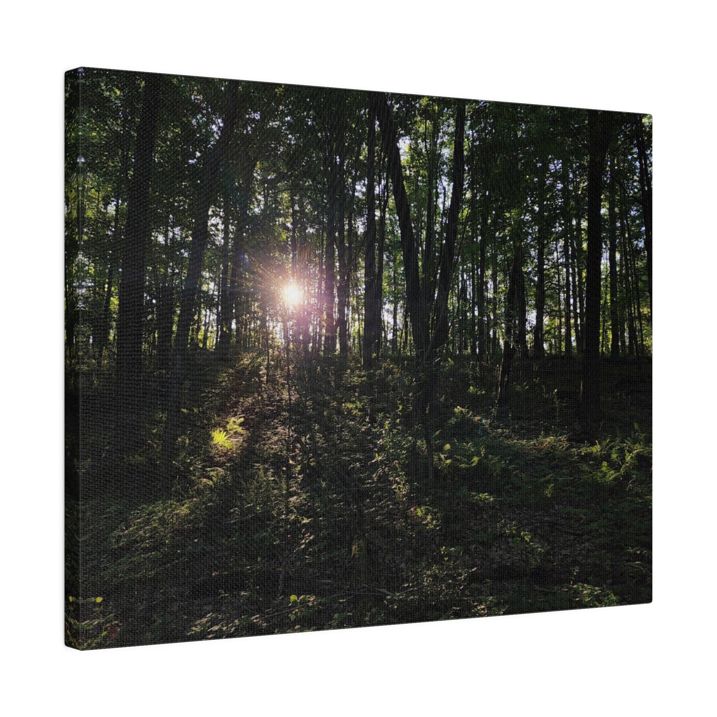 Woodland Forrest Matte Canvas, 0.75" Depth